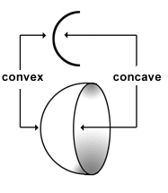 concave convex from American heritage dictionary